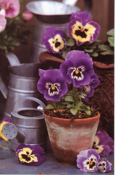 These always remind me of Alice in Wonderland - pansies...each one has a very distinctive silly little face.....love: 