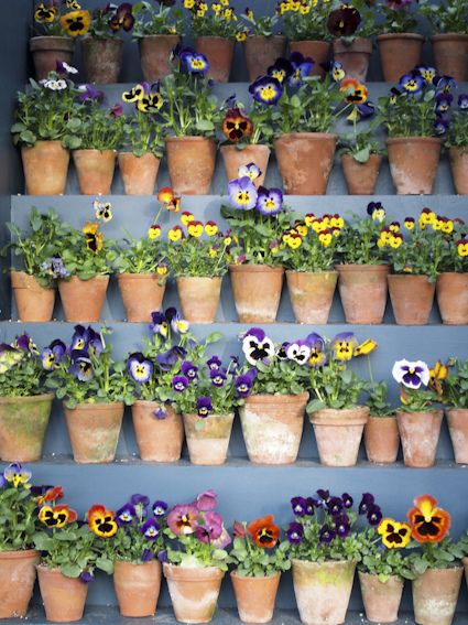 Pots of pansies: 