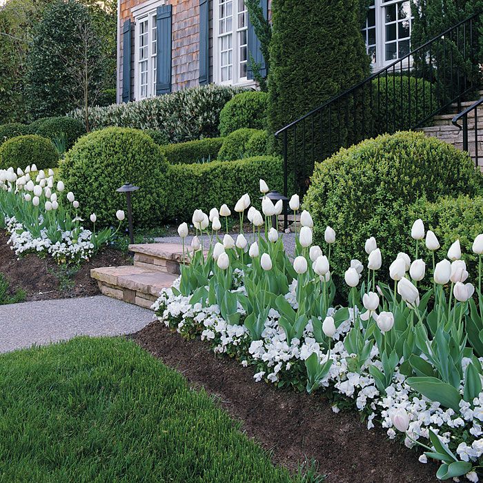 This is my favorite! Plant tulip bulbs and then a thick bed of pansies over them. When the tulips break through it is truly beautiful and southern. One of my favoroites!: 