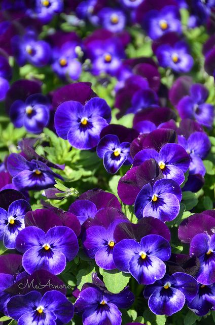 Remembering Mama's Pansy CircleBed.: 