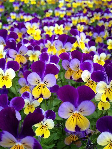 Violas...one of the happiest, sweetest flowers...a little cousin of the pansy.  Good for containers. Annuals: 