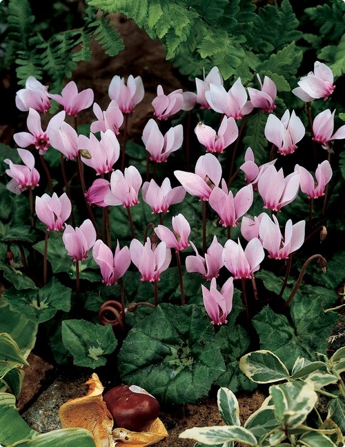 Cyclamen Hederifolium - for a shady area. What a gorgeous flower!: 