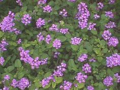 This year I want to plant purple Lantana. (I usually plant yellow.)