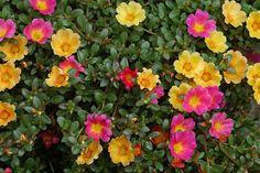 Portulaca Place portulaca, or moss rose, in a site where it will receive sun for most of the day. When the plant sits in shade, its flowers will close up. Pair moss rose with other heat loving, drought tolerant plants like wandering Jew, which will provide color between blooming cycles.