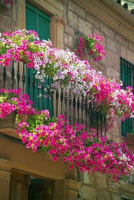 How do they keep those petunias so healthy?  Mine all get sort of straggly and yellowing as the summer goes on.  This is so beautiful!: 