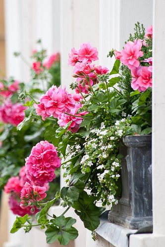 Window boxes with Geranium (Pelargonium) and Bacopa: 