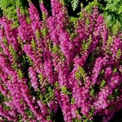 Calluna vulgaris 'Dark Star': 