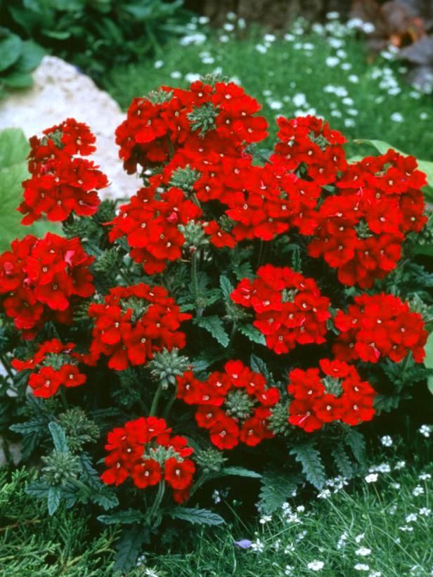 17 Low-Maintenance Plants and Dwarf Shrubs: This groundcover blooms profusely all season. br br iVerbena x hybrida/i Quartz Rose br Annual trailing verbena grown as a groundcover that blooms profusely all season with bright pink flowers with a white eye: 