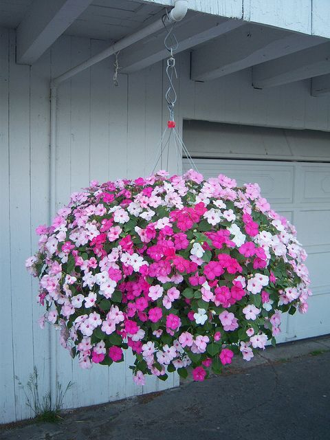 Impatients Hanging Basket...LOVE!: 