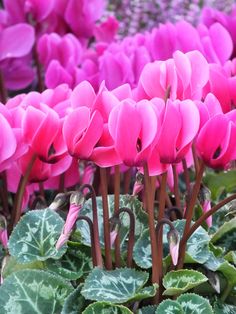 cyclamen is my favorite fall and winter annual The Pink Pagoda: My Annual Cyclamen Post