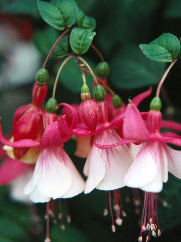 Pink and White Fuchsia Bells- some little girls like to wear these as pretend earrings: 