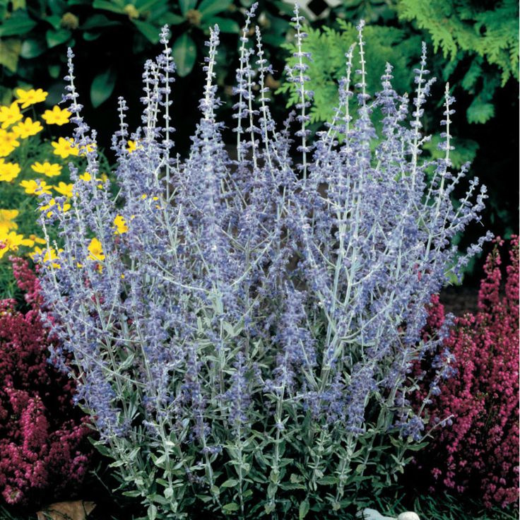 Little Spire Russian Sage  / Plant Full Sun / For Container Plant