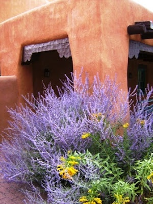 DEER RESISTANT Taos : Russian sage and Esparanza (Yellow Bells) Russian sage, the purple plant in this picture, is truly a plant to love. Tolerates drought, has silvery gray foilage, deer don't like it, Requires no water during long periods of drought conditions once established.