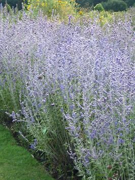 Space between driveway and north west corner of house. Russian sage is great for a border and accent amongst a rock garden,its 12 inch bloom of lavendar blue flowers.