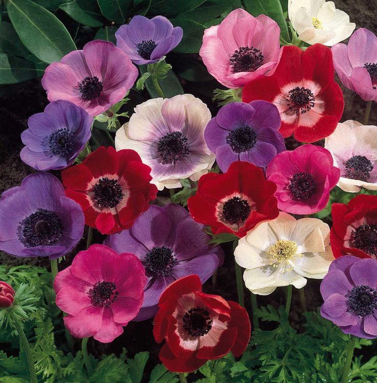 I love the Anemone flower. They look unique and come in such gorgeous jewel tones! Check out bouquets with just black and white ones...beautiful!