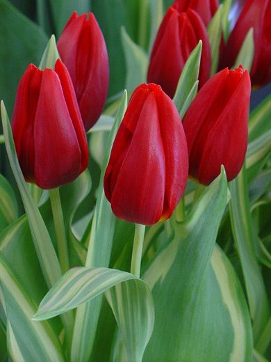 Tulip Cassini,Tulipa Cassini,Tulipe Cassini,Triumph Tulips, Red Tulips, Tulipes Triomphe, Mid late spring tulips