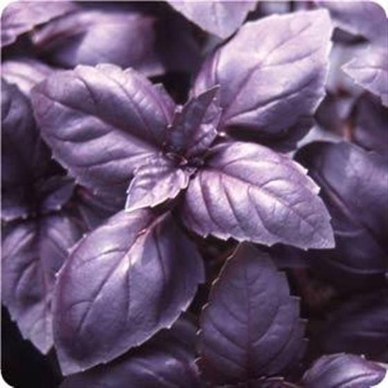 Purple basil - Ocimum Basilicum