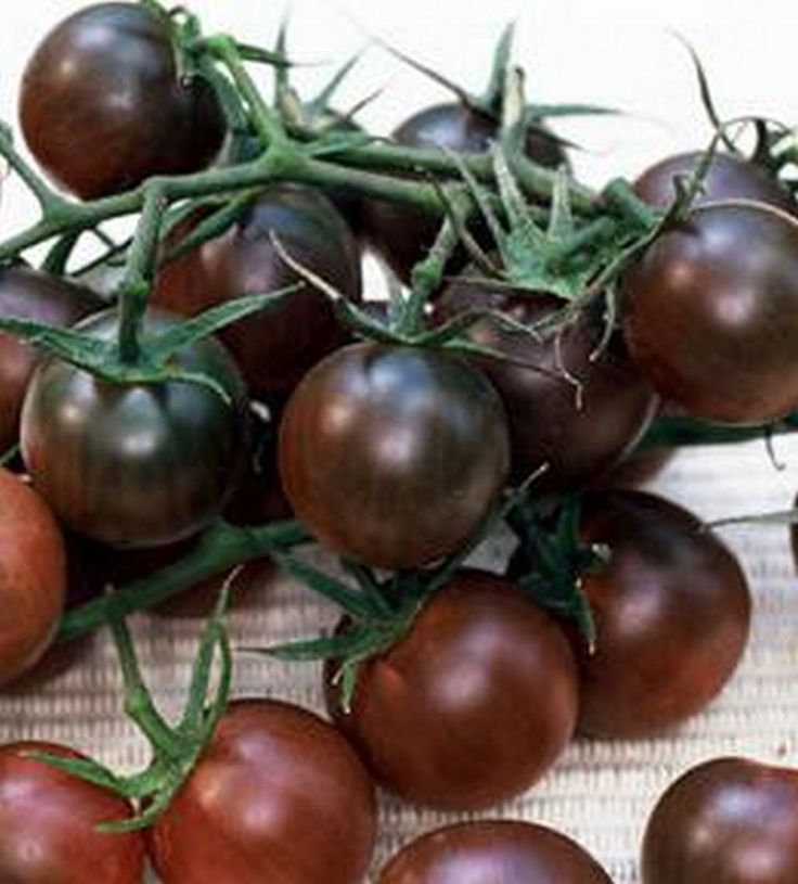 TOMATO BLACK CHERRY                Rich in flavor these dusky black tomatoes grape-sized tomatoes are a must have.