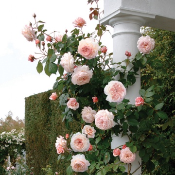 A Shropshire Lad Climbing