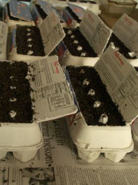 Just in time - 10 Best DIY Seed Starting Pins » Just Joanna