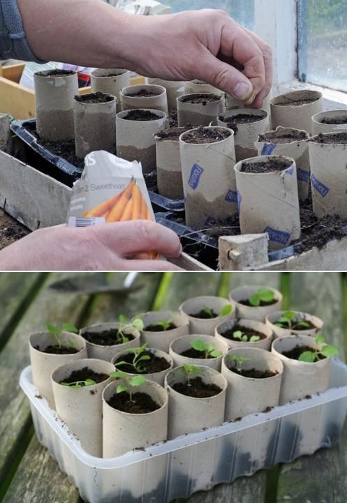 Use toilet paper rolls to start your plants