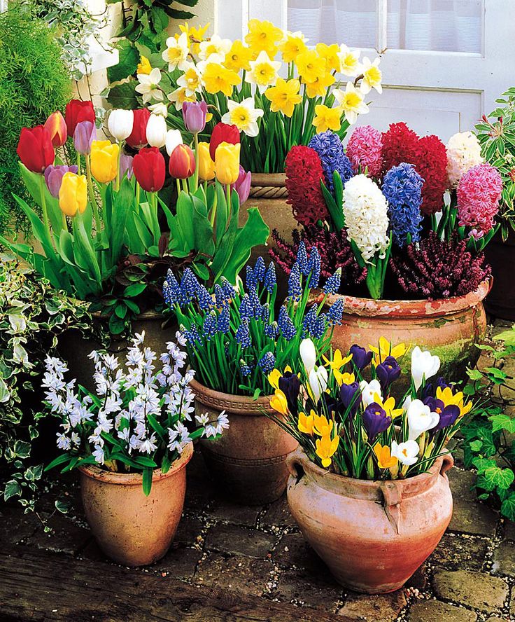 Place bulbs shoulder to shoulder across the surface of the soil, leaving no space between them. Then top off with more potting soil so the bulbs are just slightly below the surface. Water each container thoroughly, and finish with a layer of mulch. Leave pots outdoors for winter chilling. The more exposure to cold the bulbs get, the better they’ll bloom. In the South, bulbs in containers will bloom better than bulbs in the ground because cold air envelopes the pots, reaching all of the soil.