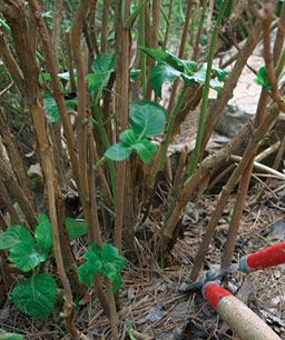 Pruning Hydrangeas - I so need this one as I thought for years that you cut them to the ground each fall - NO NO !!