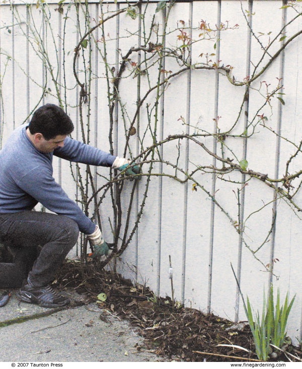 Pruning Climbing Roses - Fine Gardening Article