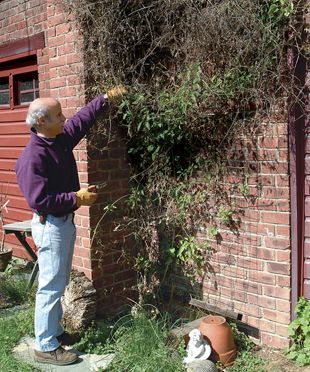 Pruning clematis - do you know which of the three types of clematis you're growing and how to prune them for the best results? I didn't. I'm so glad I pinned this!