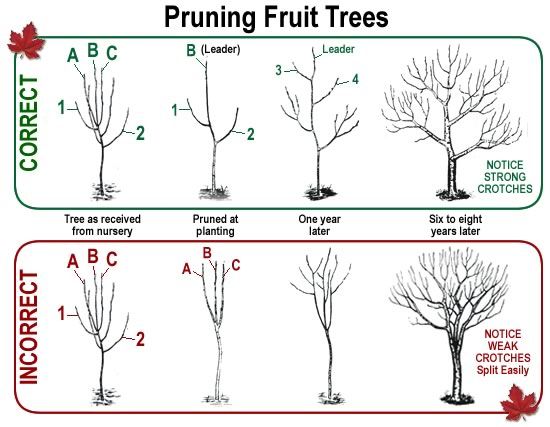 Pruning Fruit Trees - I had a weak crotch split my pear tree in half last winter. This is definitely what I needed to see!