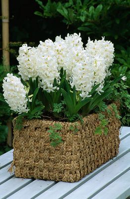 Basket On Table Planted With 'Carnegie' Hyacinths. Keukenhof Gardens, Holland  Clivenichols.Com