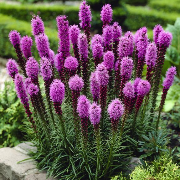 Plant this interesting flower this spring; Liatris Spicata Blazing Star, #liatris #blazingstar #flower