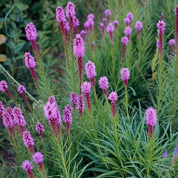 Liatris  The spikes of liatris tower above most other plants, but their vertical growth adds unique summer beauty for garden growth and cuttings.  Plant Name: Liatris spicata  Growing Conditions: Full sun and well-drained soil  Size: To 5 feet tall and 2 feet wide  Grow it with: Butterflies and bees love liatris and coneflower; pair the two for a stunning combo.  Zones: 4-9