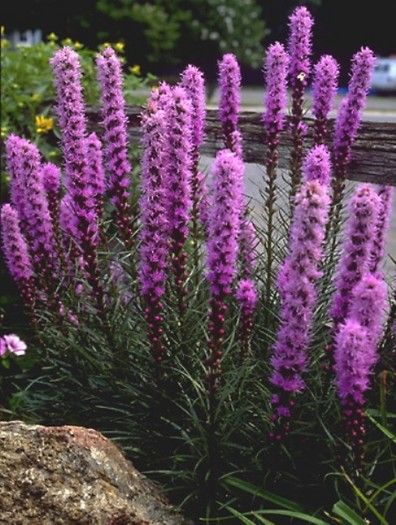 Liatris spicata