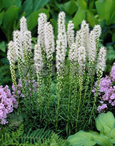 Liatris spicata alba