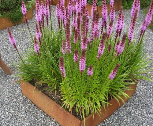 Liatris Spicata in old box container