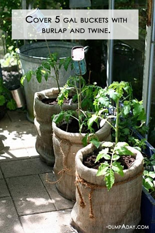 Rather than replant the tomatoes I buy in 5 gal tubs, this year I'm going to cover them with burlap and avoid the transplant shock.