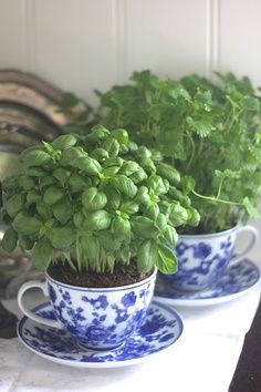 Basil in a Tea Cup - Home and Garden Design