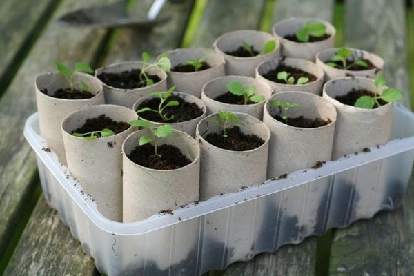 Use toilet paper rolls to start your plants. When ready to plant, stick the whole roll in the ground. Roll will decompose