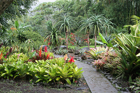 Bromeliad garden at Xandari Resort & Spa, Alajuela, Costa Rica