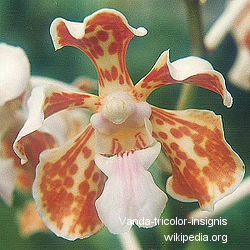 Vanda-tricolor-insignis