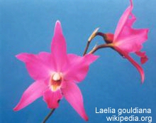 Laelia gouldiana