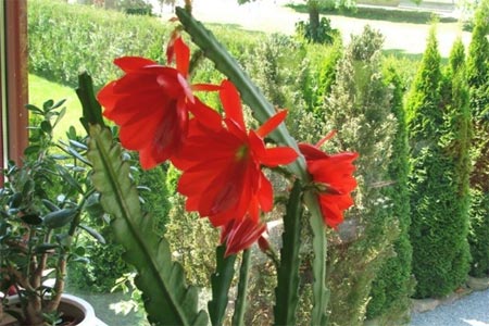 Beneficio das plantas de interior